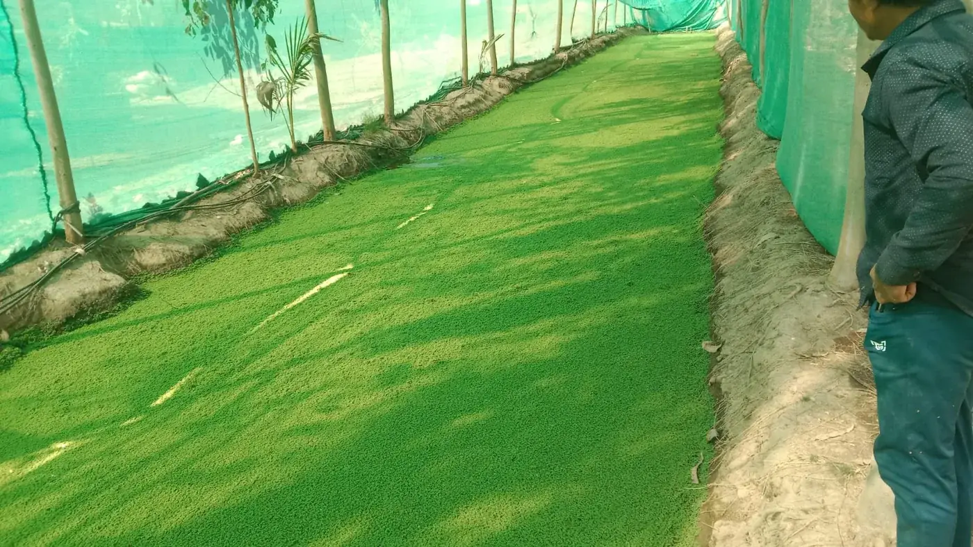 Azolla cultivation beds beneath a shade-net structure