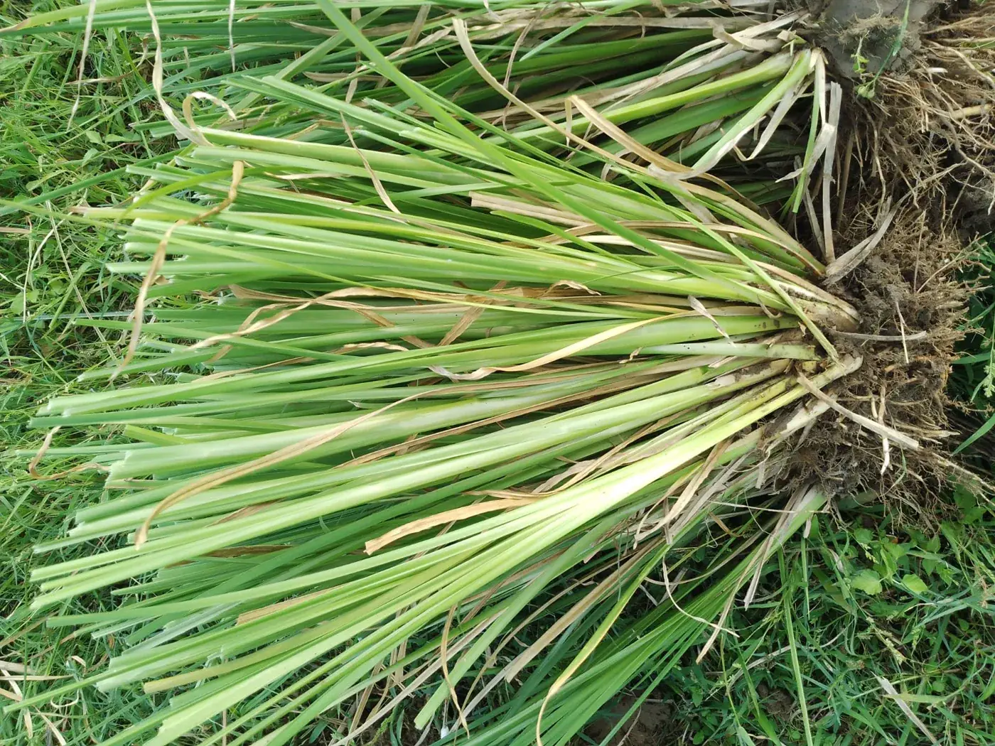 Vetiver planting material, not a completed highway project · Kaamdhenu photograph.