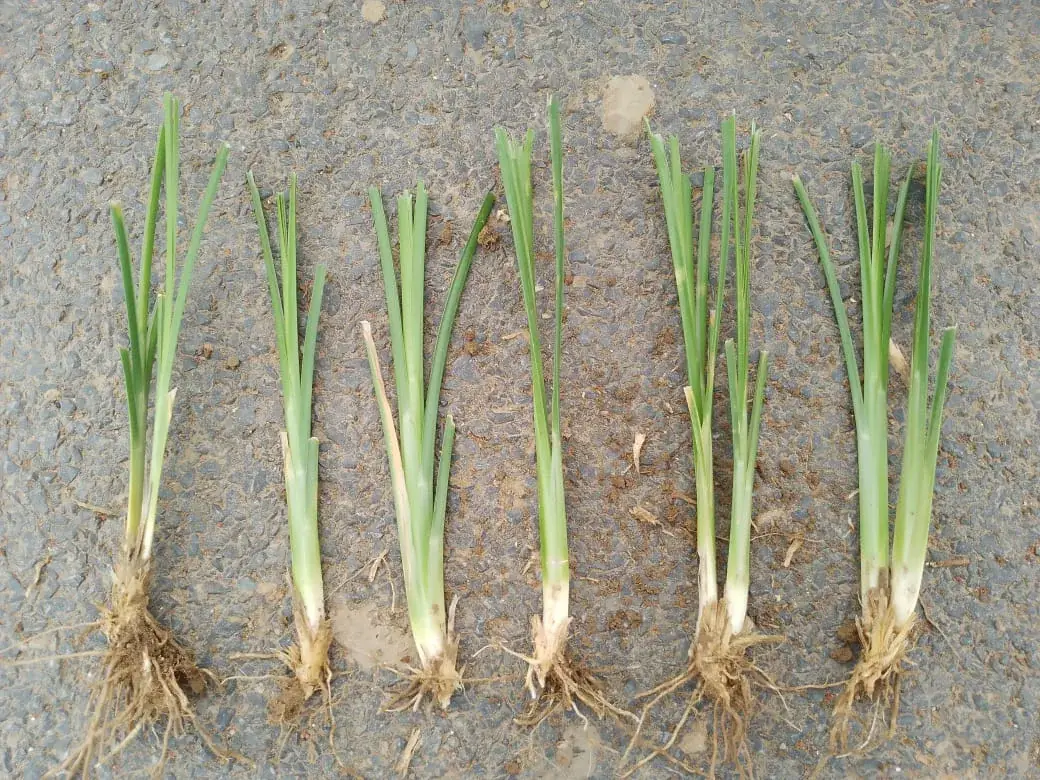 Individual vetiver slips · Photograph supplied by Kaamdhenu.