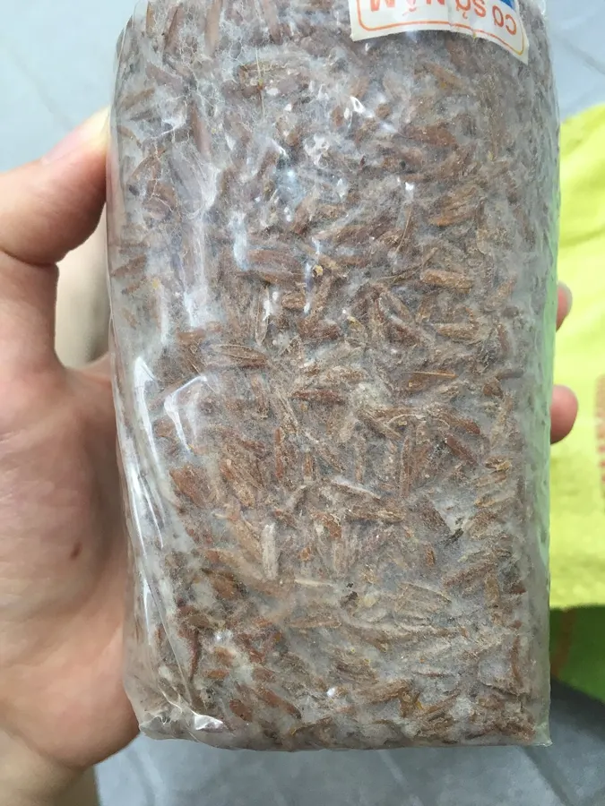 A bag of paddy-straw mushroom spawn held in a hand