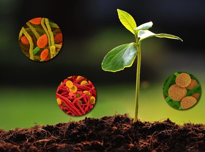 Biostimulants supporting plant growth and soil microbial activity