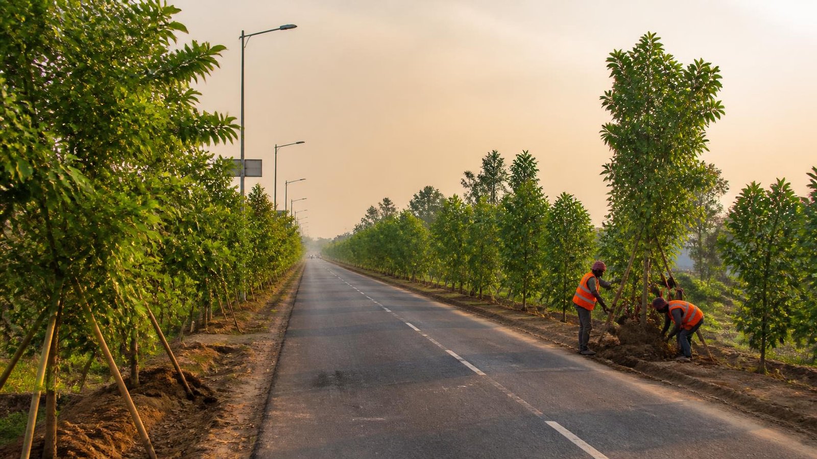 Plantation site